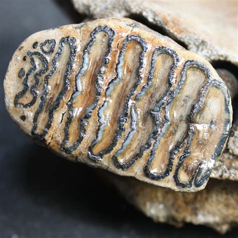 Rare Baby Woolly Mammoth Tooth For Sale – Fossil Realm
