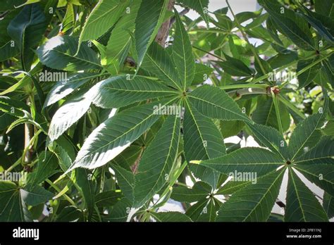 Closeup of the summer leaves on a buckeye tree Stock Photo - Alamy