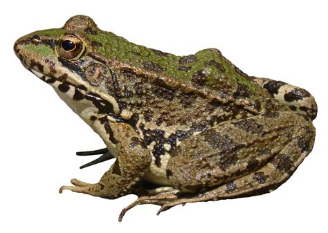 Frog PNG transparent image download, size: 1570x1117px