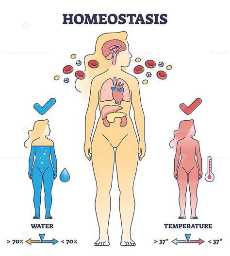 Homeostasis state with body temperature and water regulation outline diagram