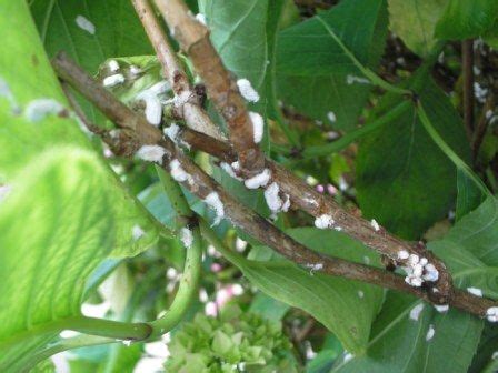 hydrangea infestation - scale - treatment | Hydrangea, Growing ...