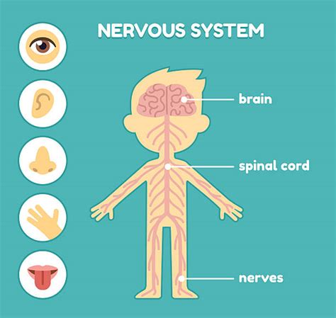 Central Nervous System Clip Art | Images and Photos finder