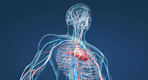 Circulatory System Animation