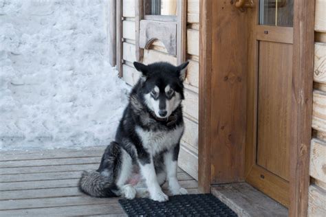 10 Best Dog Doors for Large Dogs - Big Dog Essentials