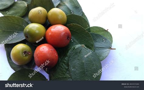 Bidara Fruit Bidara Leaves On White Stock Photo 2037273341 | Shutterstock