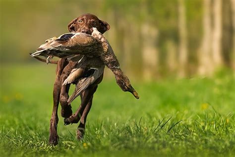 HD wallpaper: bird, dog, hunting | Wallpaper Flare