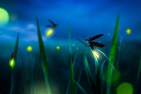 Why Do Some Insects Glow?