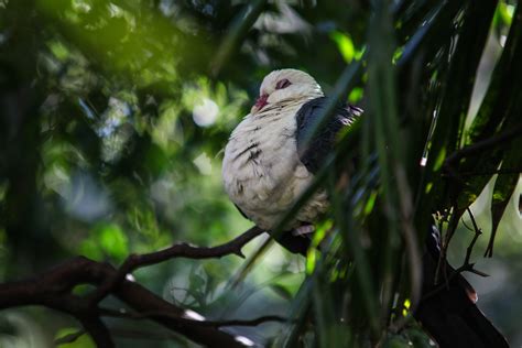 How Do Birds Sleep? » Everything You Need to Know - Bird Buddy Blog