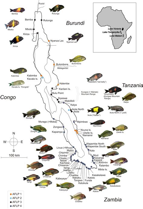 Fish of Lake Tanganyika Map - lake tanganyika • mappery