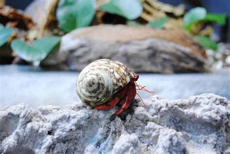 Choosing and Preparing Shells for Hermit Crabs