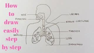 How to draw diagram of human Respiratory system easily ... | Doovi