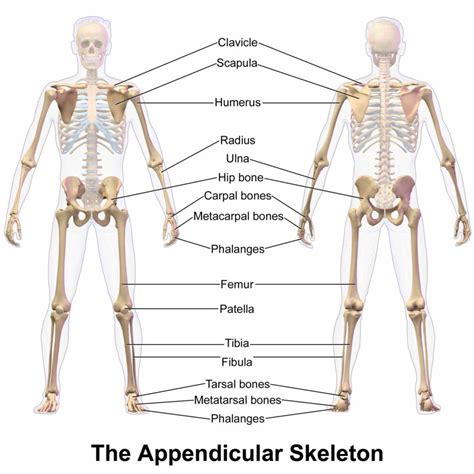 about the bones of appendicular skeleton which is often required knowledge for firstlevel ...