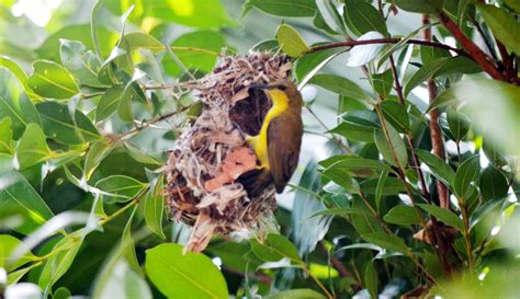 my Gardening Projects: Olive-backed Sunbird making nest