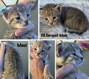 Savannah Cat Cat and Kittens for Sale & Breeders Near Me | Pets4You