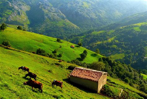 mountains, Hills, Trees, Grass, House, Cow, View, From, The, Top, Landscape Wallpapers HD ...