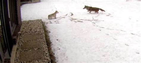 Video shows coyote attacking family's dog in Northfield, Illinois - CBS ...