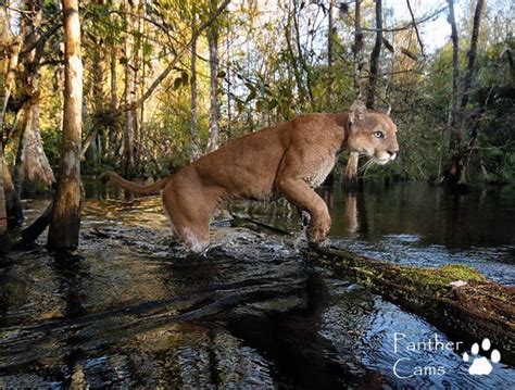 🔥 Florida panther on the hunt : r/NatureIsFuckingLit