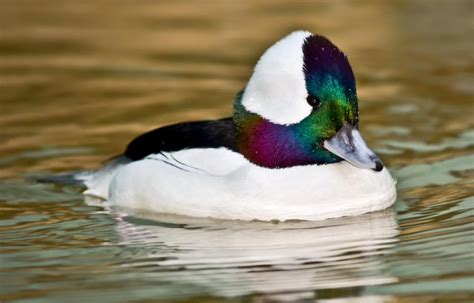 The Fascinating Life of Bufflehead Ducks: A Closer Look