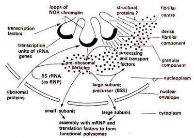 How ribosomes are synthesized in the nucleolus?