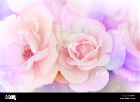 Pink rose background,Flower blur background Stock Photo - Alamy