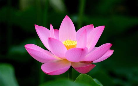 Lotus Flower Wallpapers - Wallpaper Cave