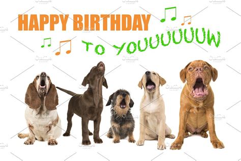 Dogs singing Happy Birthday | High-Quality Animal Stock Photos ...