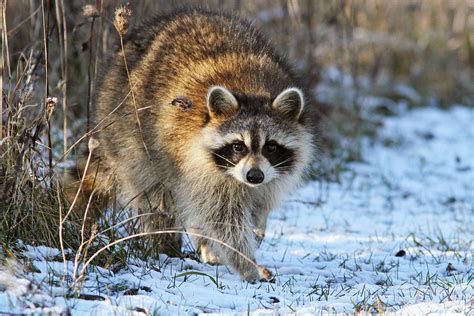 Common Raccoon Photograph by Mircea Costina Photography