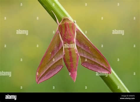 Deilephila elpenor Stock Photo - Alamy