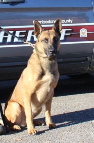 Drug dealer nabbed by K-9 unit at North Carolina traffic stop, deputies ...