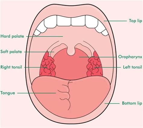 Mouth diagram