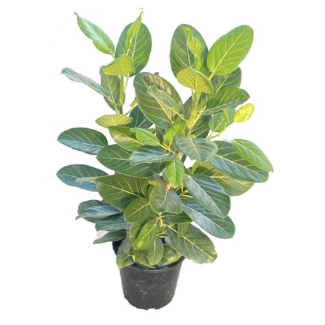 Ficus Benghalensis 240mm - The Jungle Collective