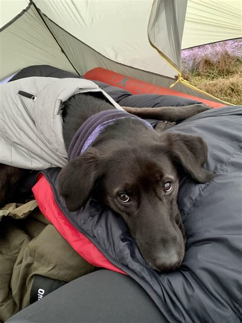 Lake District wild camp : r/BackpackingDogs