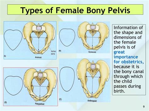 PPT - ANATOMY OF THE PELVIS PowerPoint Presentation - ID:5495410