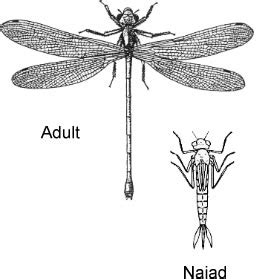 Order Odonata | ENT 425 – General Entomology