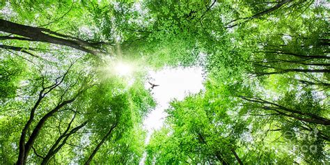 View Through Tree Canopy With Bird Soaring Photograph by Simon Bratt Photography LRPS