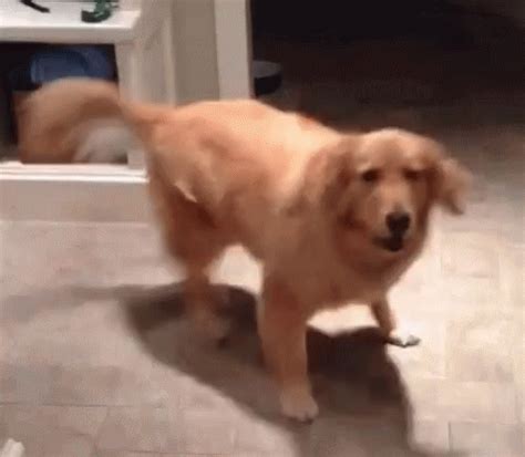 Excited Dog GIF by memecandy - Find & Share on GIPHY