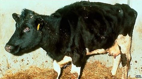 Glow in cattle's eyes may be a sign of mad cow disease - BBC News