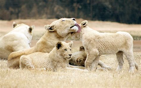 HD wallpaper: Lion Family Love, wild, animal, animals | Wallpaper Flare