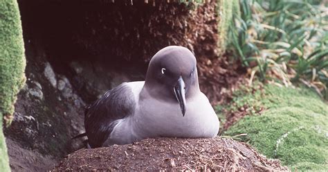 Light-mantled sooty albatross – Australian Antarctic Program