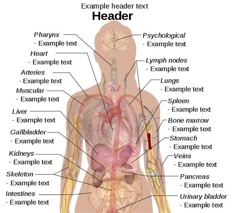 This female diagram template labels important parts of the body but ...