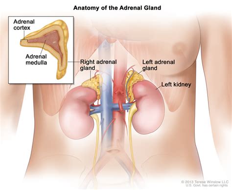 adrenal cancer medical illustration of the adrenal gland and renal system | OHSU