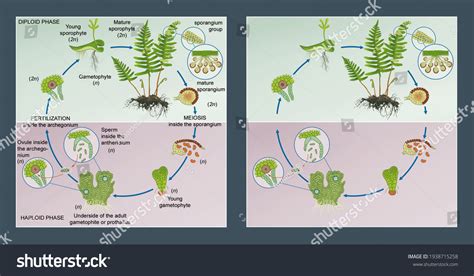 175 Fern Gametophyte Images, Stock Photos & Vectors | Shutterstock