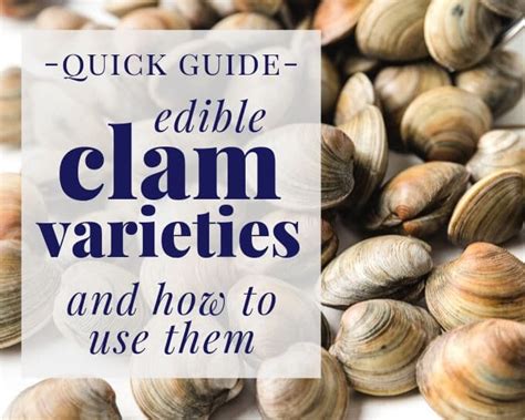 Types of Clams and How to Use Them - Striped Spatula