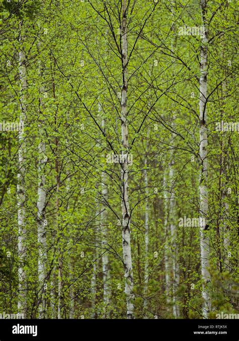 Silver birch forest hi-res stock photography and images - Alamy