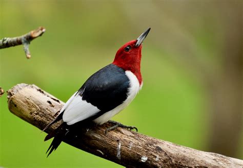 Woodpecker Cooperation | Red-headed woodpecker, Michigan | Flickr