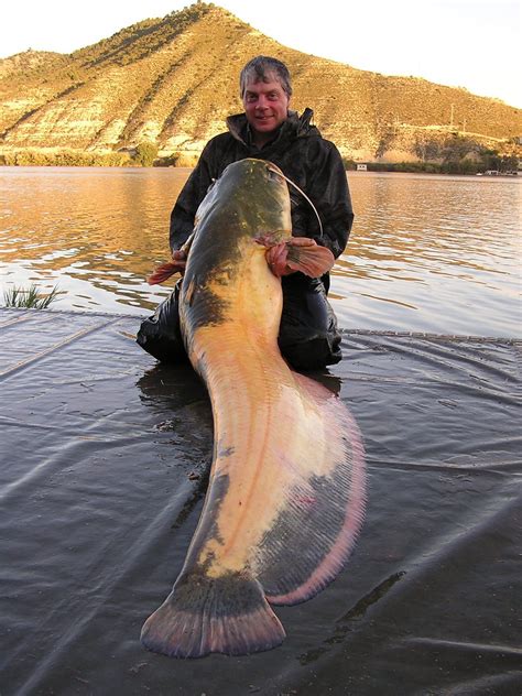 River Ebro Catfish Tours - Ebro Expert