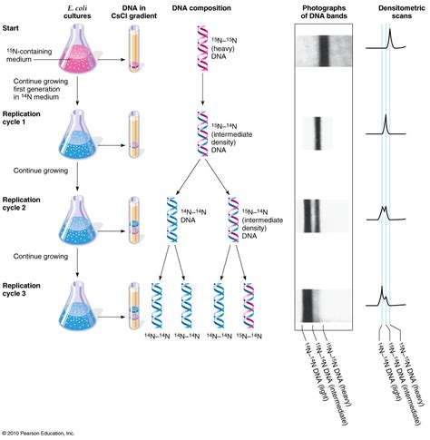 Semi-Conservative Replication