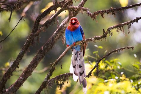 Sri Lanka Blue Magpie | Sri Lankan Safari