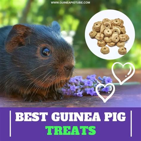 Best Guinea Pig Treats: A Helpful Guide - Guinea Pig Tube