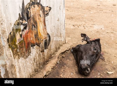 Head of a slaughtered black cow laying on the ground next to a wall with a drawing of a bull on ...